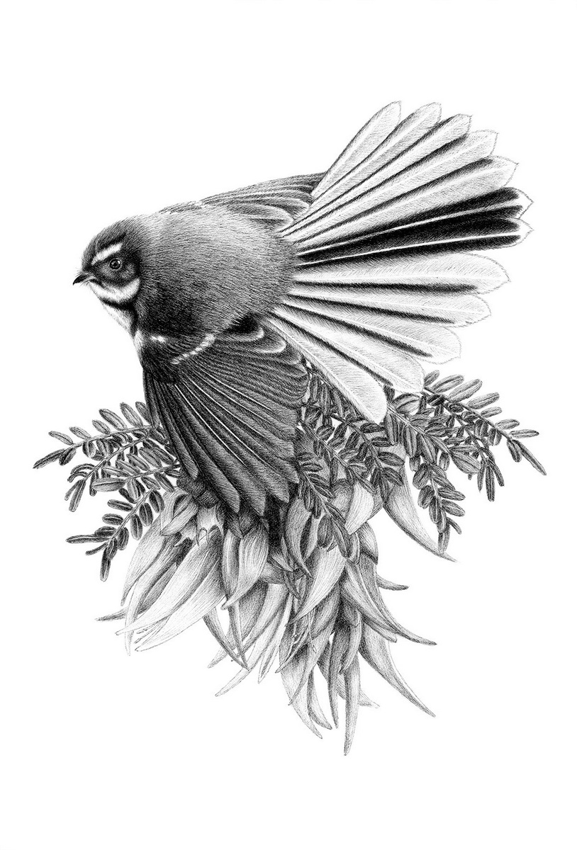 'A Pretty Perch' (fantail/pīwakawaka) Artwork by Hannah Shand